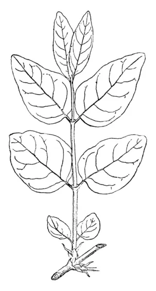 Foto Fly Honeysuckle Foglie Forma Ovale Disposte Nodo Foglie Disposte — Vettoriale Stock