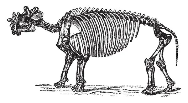Dinoceras Eocene 빈티지 살았던 포유류의 — 스톡 벡터