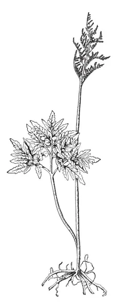 ハナワラビ属 Obliquum を示す画像 インチ背の高い育ちます 歯の形状です セグメントは 細長い披針形 Acutish インチ長い ビンテージの線描画や彫刻イラスト — ストックベクタ