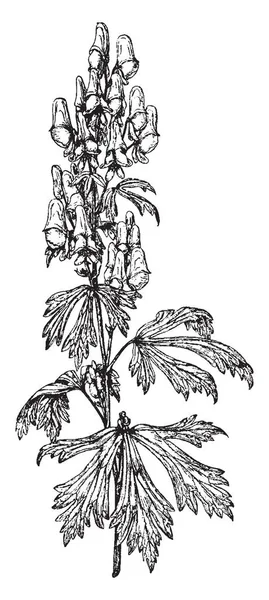 Immagine Della Pianta Del Fiore Aconitum Autumnale Queste Foglie Piante — Vettoriale Stock