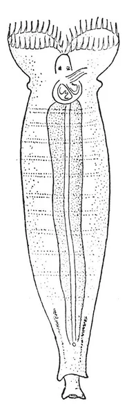 轮虫组成门显微和近显微 Pseudocoelomate 复古线条画或雕刻插图 — 图库矢量图片
