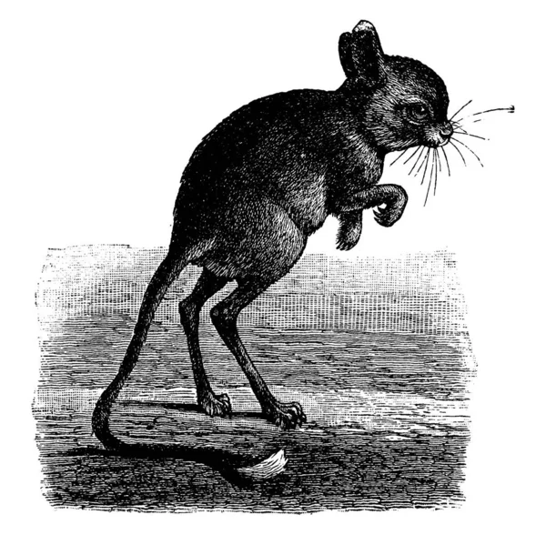 Jerboa Haltomys Aegyptiacus Ilustração Gravada Vintage Vie Dans Nature 1890 — Vetor de Stock