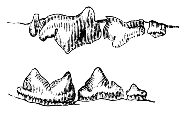 猫の歯 ヴィンテージには 図が刻まれています 1880 動物の自然史 — ストックベクタ