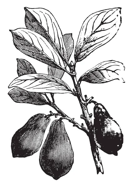 葉と果実を持つアボカドの木の写真 ワニ梨やバター フルーツだとしても知られています 果実は一般に 洋梨形 ダーク グリーン 外側とソフト クリーム ビンテージ — ストックベクタ