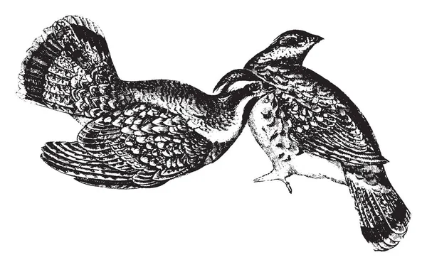 Ruffed Grouse Uccello Americano Disegno Linea Vintage Incisione Illustrazione — Vettoriale Stock