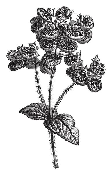 画像は カルセオラリア草本植物を示し ゴマノハグサ科として分類されます つの唇弁の花に植物ので構成されています 上唇が非常に小さい 低い大規模な水増し ビンテージ ライン描画または彫刻のイラスト — ストックベクタ
