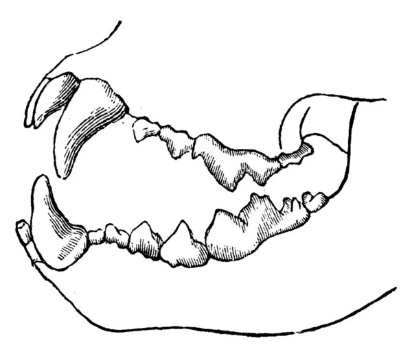 Хижак Зуба Vintage Вигравірувані Ілюстрації Науково Природознавчий Тварин 1880 — стоковий вектор