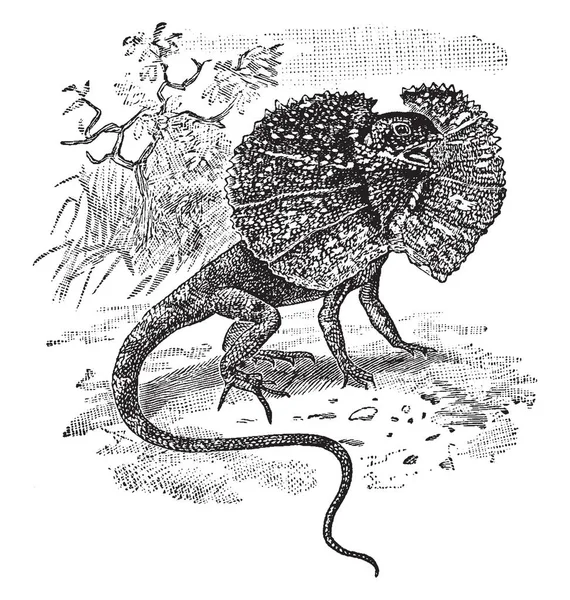 도마뱀은 북부와 빈티지 그림에서 도마뱀의 — 스톡 벡터