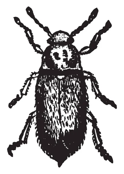 Raspberry Beetle Species Beetles Fruitworm Family Byturidae Vintage Line Drawing — Stock Vector