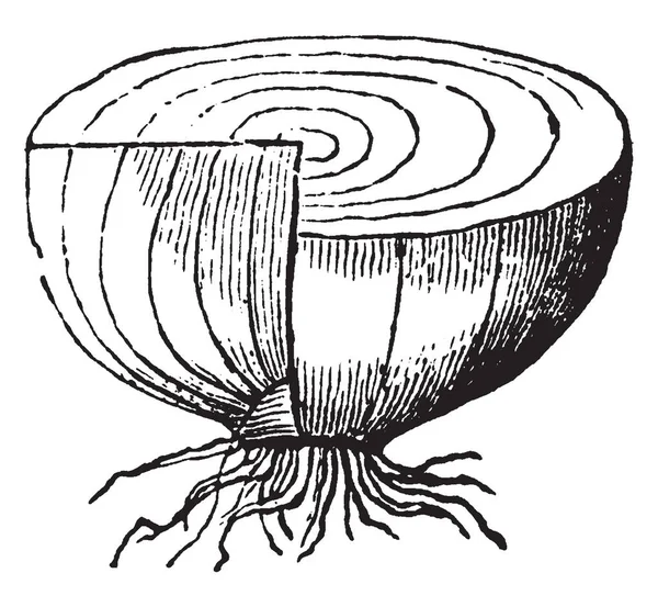 Esta Una Foto Una Cebolla Cortada Muestra Parte Interna Cebolla — Archivo Imágenes Vectoriales