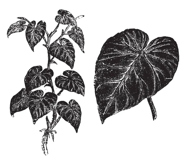 这张照片显示蔓绿绒 Verrucosum 它是天南星科家族的物种 在哥斯达黎加 巴拿马 哥伦比亚 厄瓜多尔和秘鲁被发现 叶子是在心脏形状 复古线条画或雕刻插图 — 图库矢量图片