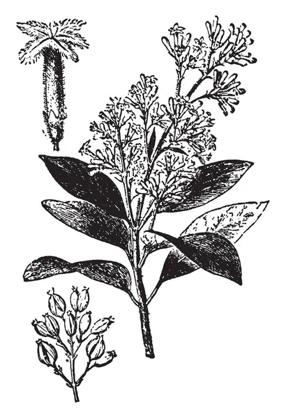 Картина Растения Листья Толстые Сгибающиеся Вниз Время Цветочные Палочки Прямые — стоковый вектор