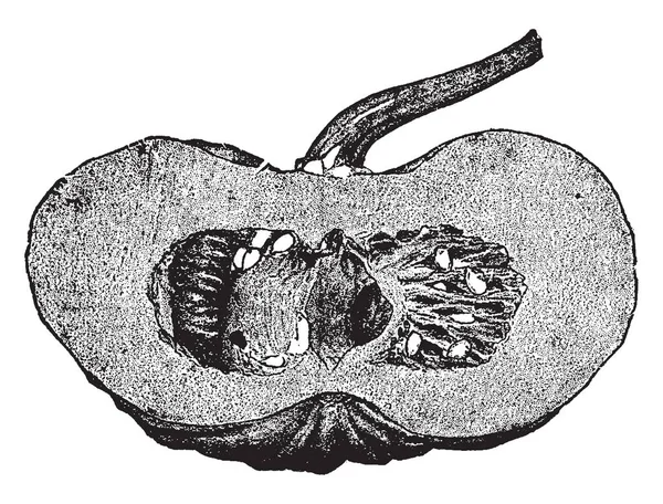 Esta Una Calabaza Parcialmente Picada Hay Semillas Dentro Calabaza Capa — Archivo Imágenes Vectoriales