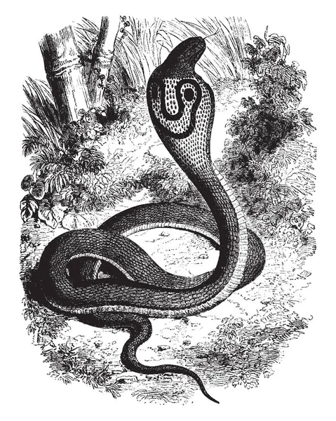 Αυτή Εικόνα Αντιπροσωπεύει Κουκούλα Φίδι Είδη Μπορεί Βρεθεί Στην Ινδία — Διανυσματικό Αρχείο