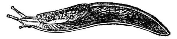 Slug Vintage Engraved Illustration Natural History Animals 1880 — Stock Vector