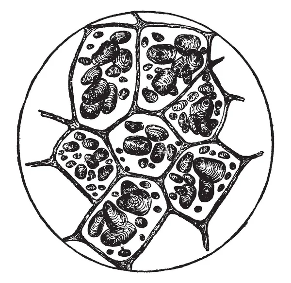 Células Una Patata Cruda Con Granos Almidón Estado Natural Dibujo — Archivo Imágenes Vectoriales