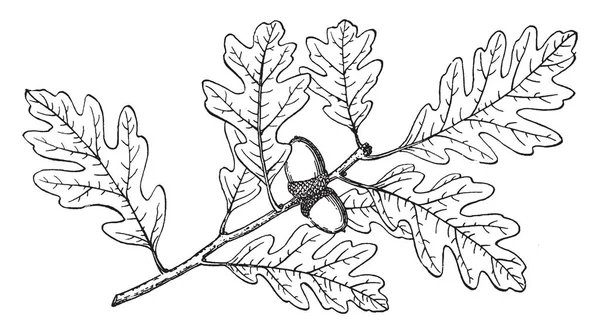 Een Vruchten Tak Van Gambel Oak Ook Bekend Als Quercus — Stockvector