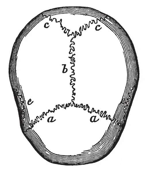 Deze Afbeelding Vertegenwoordigt Craniale Hechtingen Vintage Lijntekening Gravure Illustratie — Stockvector