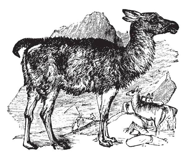 Lama Domestikované Jihoamerickými Camelid Vintage Kreslení Čar Nebo Gravírování Obrázku — Stockový vektor