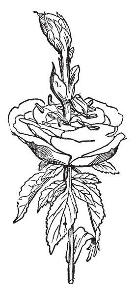Questa Immagine Mostra Fiore Rosa Foglie Sono Forma Ovale Fiore — Vettoriale Stock