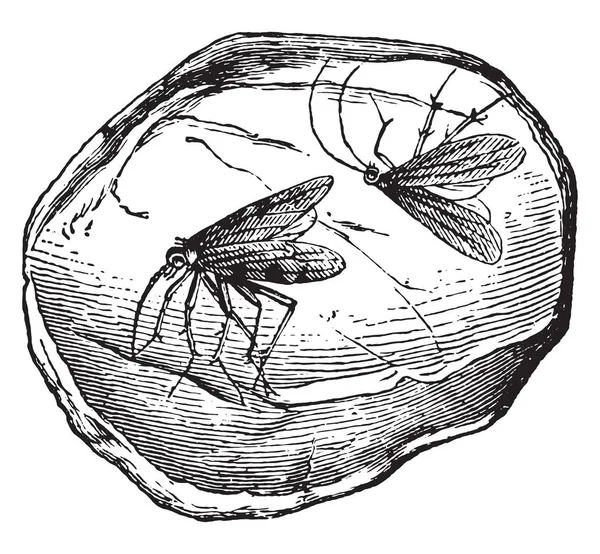 Bärnsten Som Innehåller Två Insekter Vintage Ingraverad Illustration Vie Dans — Stock vektor