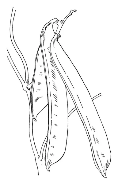 Dies Ist Ein Bild Von Bohnenstange Die Schoten Dieser Pflanze — Stockvektor