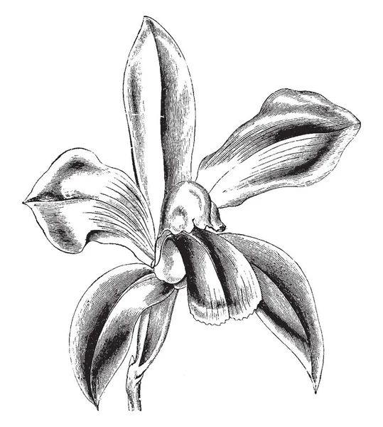 Flor Cattleya Bicolor Tiene Una Fragancia Con Aroma Picante Los — Vector de stock