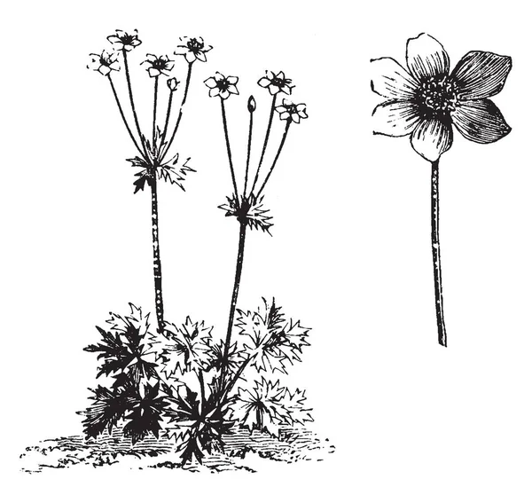 Uma Imagem Está Mostrando Uma Planta Flor Anemone Narcissiflora Flores — Vetor de Stock