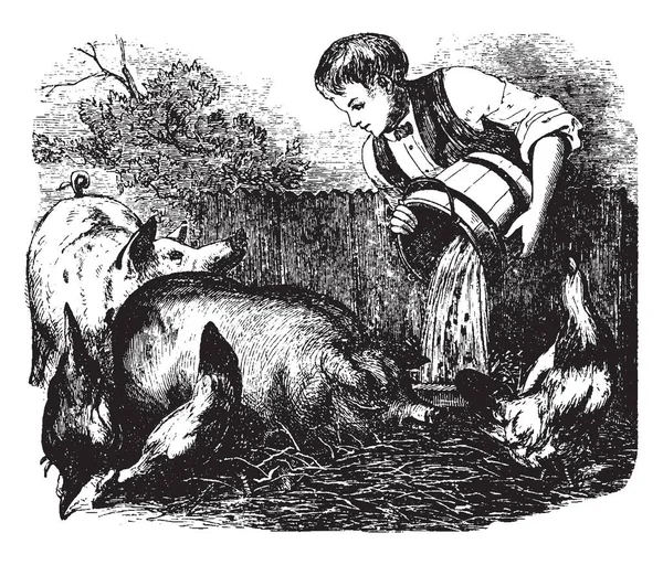 Ein Junge Der Schweine Füttert Vintage Linienzeichnung Oder Gravierillustration — Stockvektor