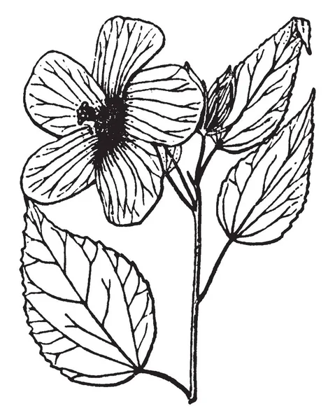 Obrázek Ukazuje Rostlina Ibišek Ukazuje Jeho Listy Kvetoucí Část Květ — Stockový vektor