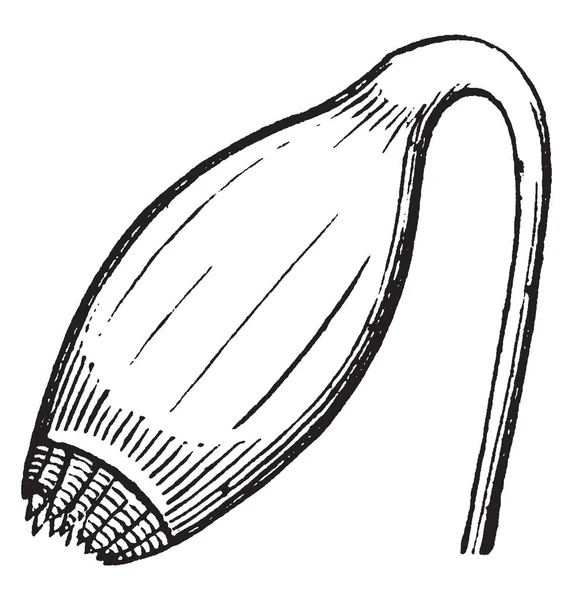 Mnium Cuspidatum 다년생 이다입니다 길이가 빈티지 — 스톡 벡터