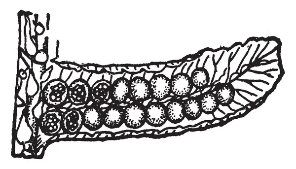 Una Imagen Que Muestra Pináculo Fructificación Cyathea Meridensis Dibujo Línea — Archivo Imágenes Vectoriales