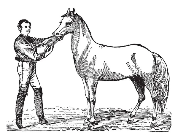 这个插图代表了马的牙齿护理 在那里 一个人提交了马牙齿的锋利边缘 老式线条绘画或雕刻插图 — 图库矢量图片