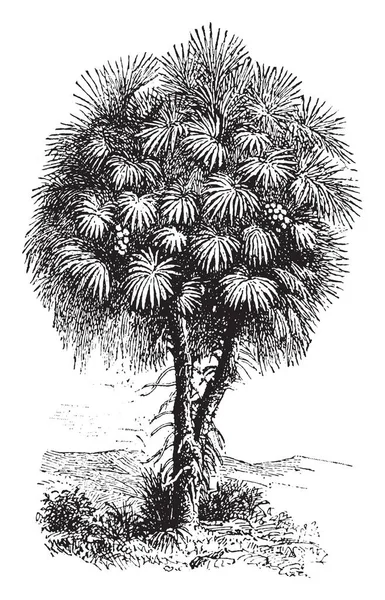 一种有树枝反复分枝的棕榈树 每个枝条以扇子 复古线条画或雕刻插图的形式以一簇大叶子的形式结束 — 图库矢量图片