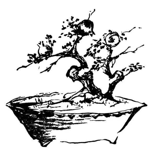 Strom Čeledi Navzdory Svému Názvu Japonské Pagody Strom Původem Číny — Stockový vektor
