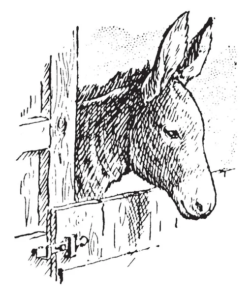 Burro Membro Domesticado Família Cavalos Equidae Desenho Linha Vintage Ilustração — Vetor de Stock