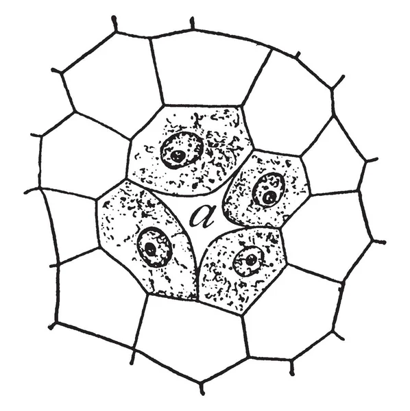 モミの木 ビンテージの線描画や彫刻イラストの樹脂腺の図 — ストックベクタ