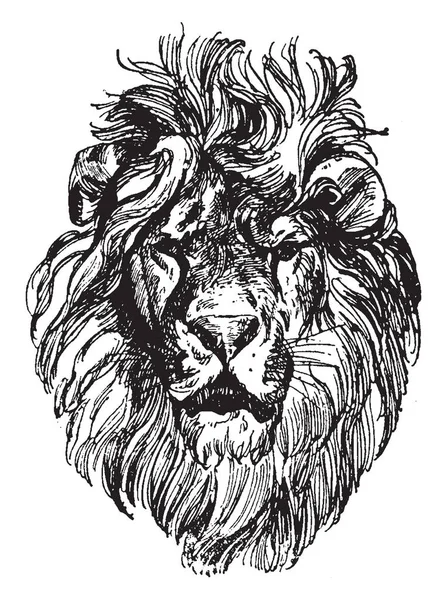 Lion Head Una Pintura Paul Meyerheim Dibujo Línea Vintage Ilustración — Archivo Imágenes Vectoriales