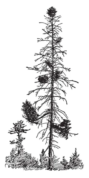 Ein Bild Eines Beschädigten Baumes Eine Vintage Linienzeichnung Oder Eine — Stockvektor