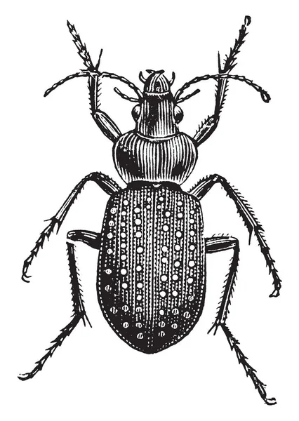 Fiery Ground Beetle Insecto Familia Carabidae Ilustración Líneas Vintage Grabado — Vector de stock