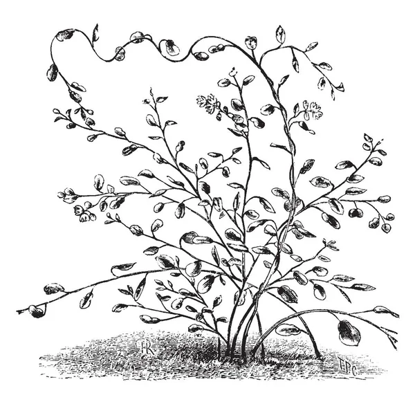 Planta Muehlenbeckia Complexa Que También Llama Vid Maidenhair Una Planta — Archivo Imágenes Vectoriales