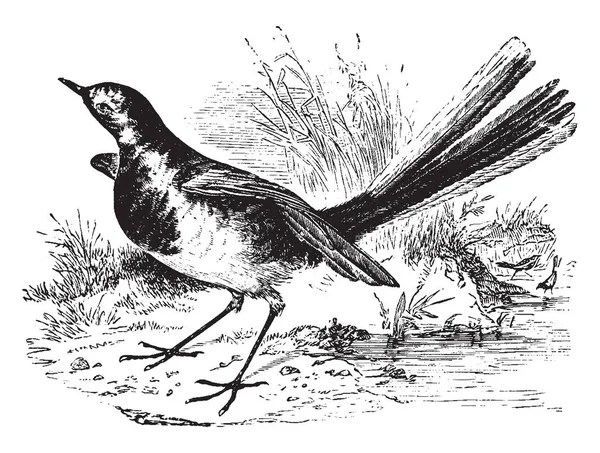 Pied Wagtail Originaria Del Sud Europa Disegno Linee Vintage Incisione — Vettoriale Stock