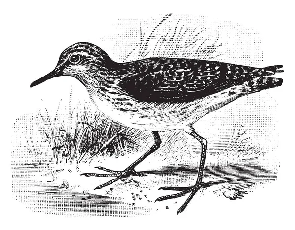孤矶鹬是一只水涉水鸟大多在欧洲发现 复古线条画或雕刻插图 — 图库矢量图片