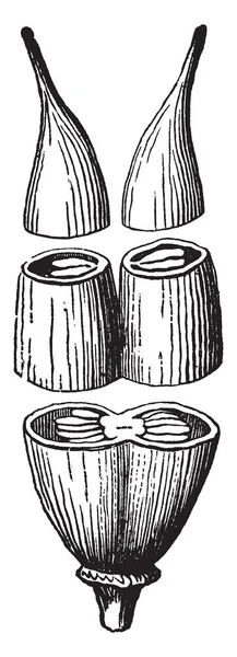 Изображение Сложного Пестика Состоящего Двух Клеток Пестиков Рисунка Винтажной Линии — стоковый вектор