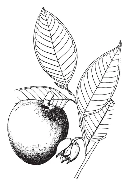这是一个名叫番的苹果 这种水果通常不满足 这个水果的封面是严格的 复古线条画或雕刻插图 — 图库矢量图片