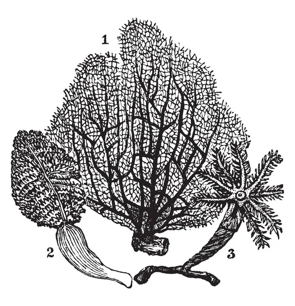 Alcyonaria Anthozoa 的子类 包括大约3000种 复古线条画或雕刻插图 — 图库矢量图片