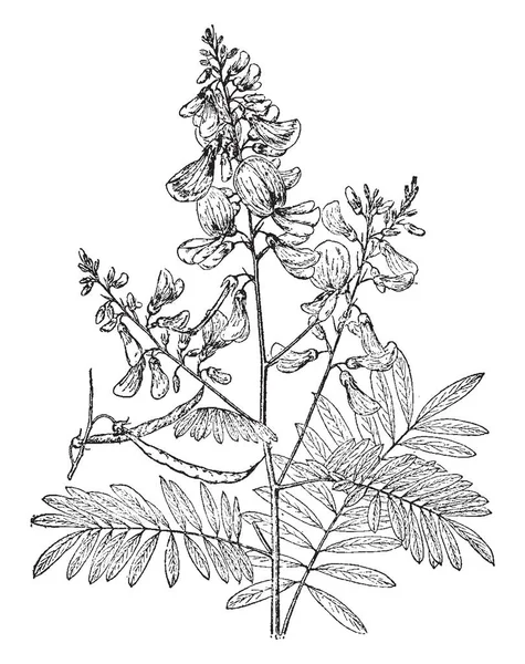 この植物は熱帯ハーブ ビンテージの線描画や彫刻イラストに関連するブッシュです — ストックベクタ