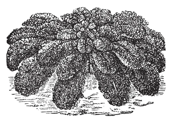Вид Овощей Фиолетовая Капуста Листья Плотные Длинные Используется Пищевой Винтажной — стоковый вектор