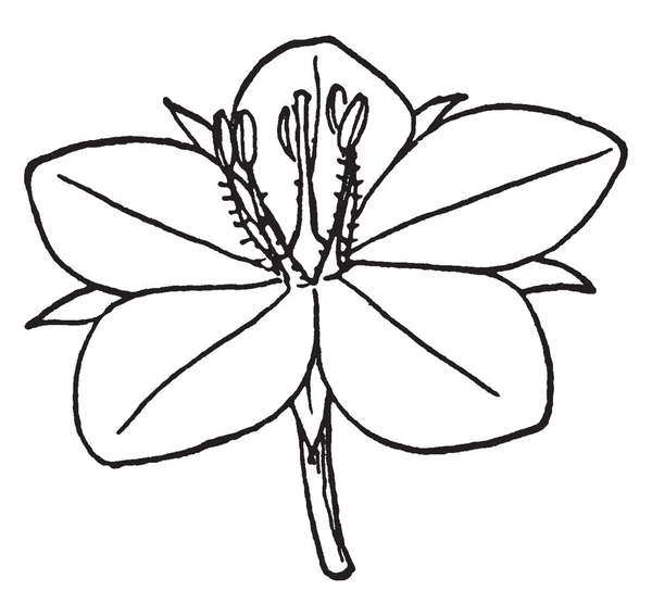 Dieses Bild Zeigt Eine Blüte Des Pimpernels Auch Bekannt Als — Stockvektor