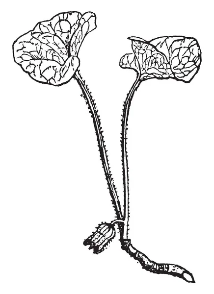 Asarum Una Planta Raíz Utiliza Para Hacer Medicina Sus Hojas — Vector de stock